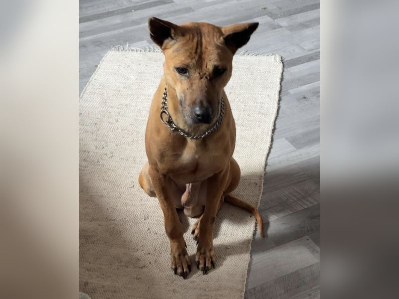Phu Quoc Ridgeback Deckrüde