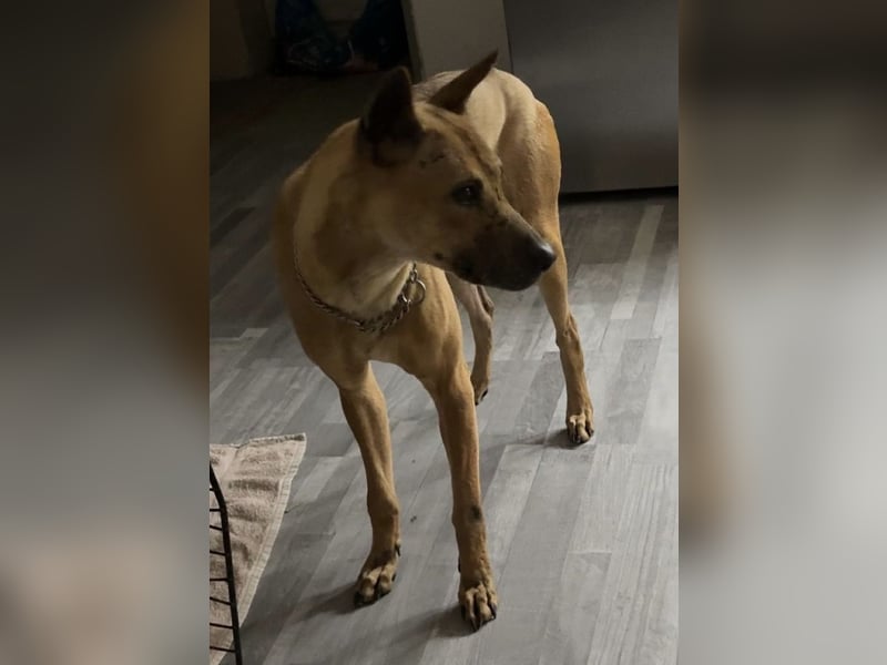 Phu Quoc Ridgeback Deckrüde