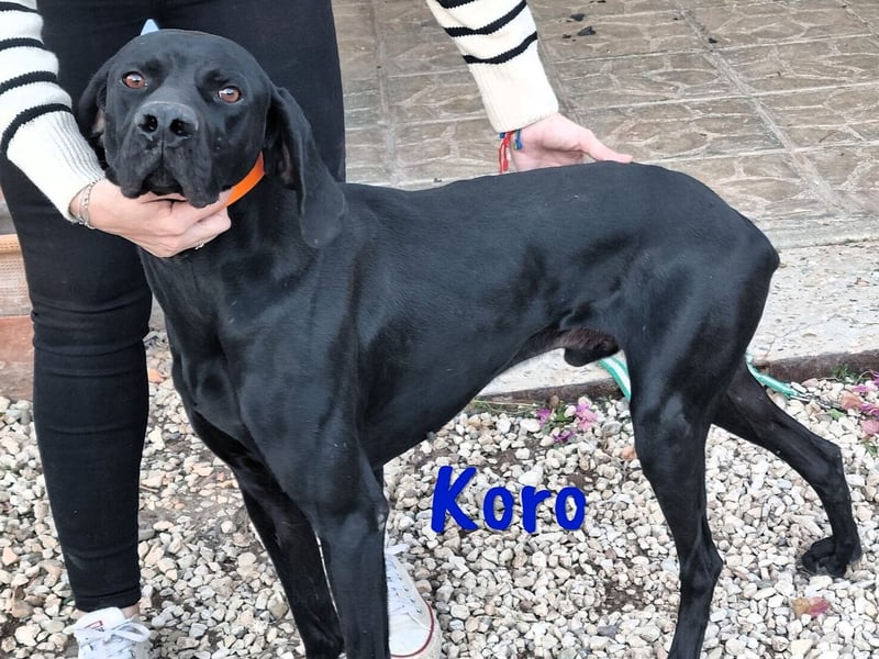Koro 10/2020 (ESP Pflegestelle) - sportlicher, sehr hübscher Bracke (Jagdhund) Rüde!