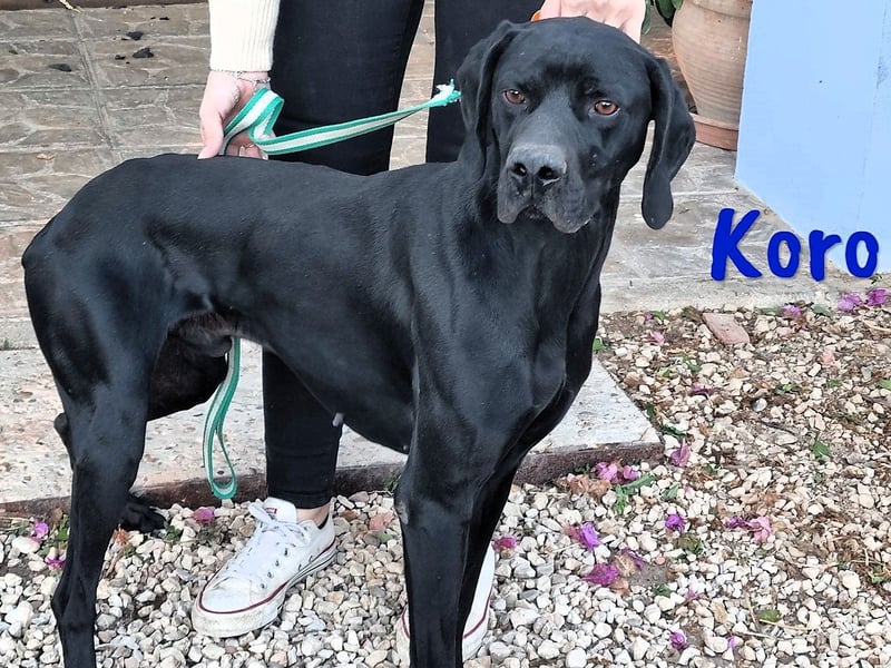 Koro 10/2020 (ESP Pflegestelle) - sportlicher, sehr hübscher Bracke (Jagdhund) Rüde!