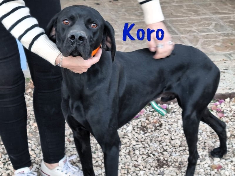 Koro 10/2020 (ESP Pflegestelle) - sportlicher, sehr hübscher Bracke (Jagdhund) Rüde!