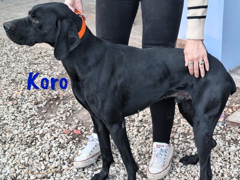 Koro 10/2020 (ESP Pflegestelle) - sportlicher, sehr hübscher Bracke (Jagdhund) Rüde!