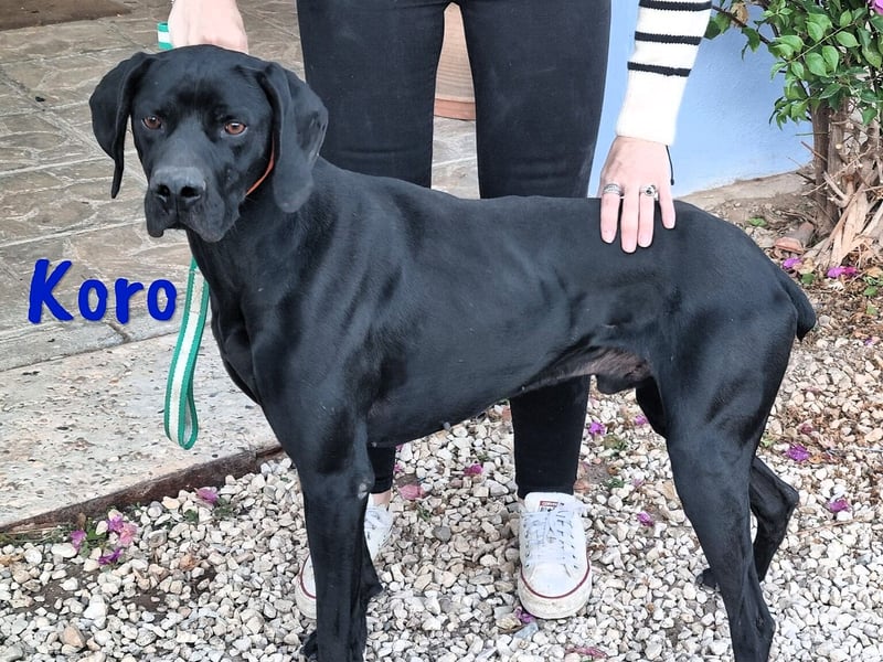 Koro 10/2020 (ESP Pflegestelle) - sportlicher, sehr hübscher Bracke (Jagdhund) Rüde!