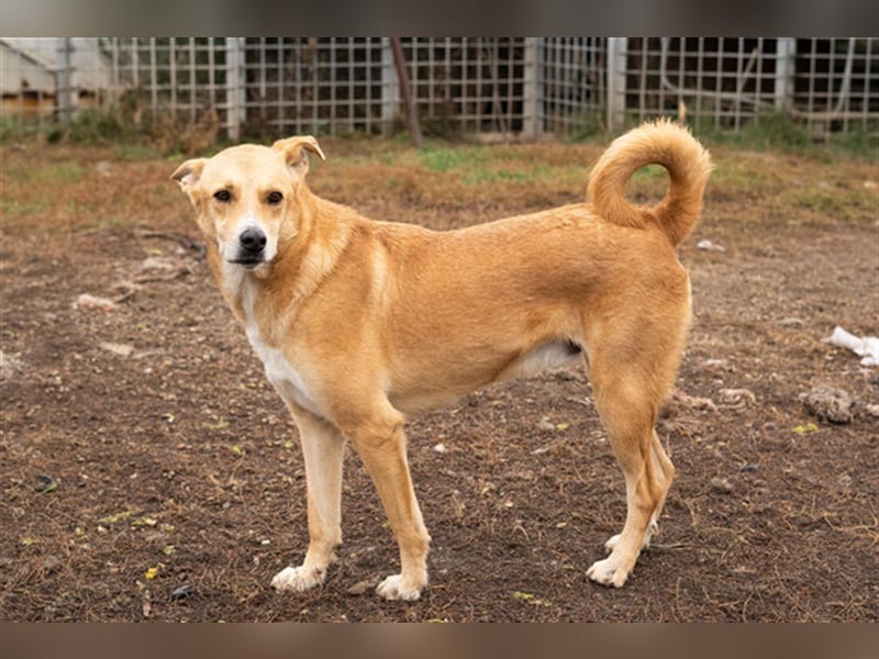 Kami