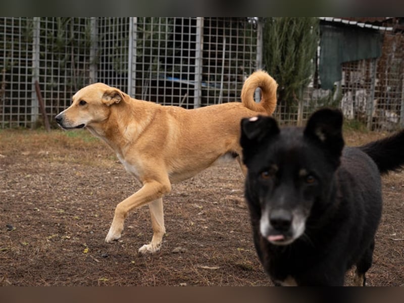 Kami