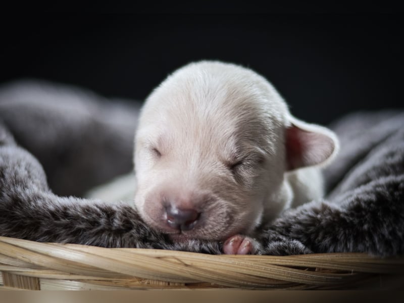 Labrador- Mischlingswelpe Rüde