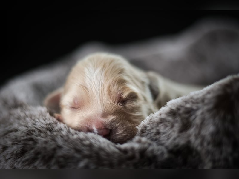 Labrador - Mischlingswelpe Rüde