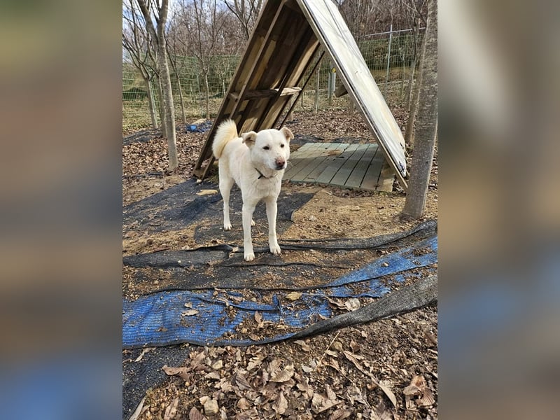 Cotton ein etwas schüchterner,freunlicher Rüde,2 Jahre alt,ca.18kg sucht sein Traumzuhause