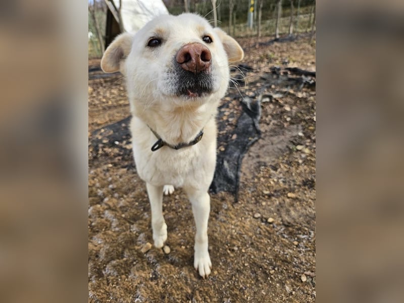 Cotton ein etwas schüchterner,freunlicher Rüde,2 Jahre alt,ca.18kg sucht sein Traumzuhause