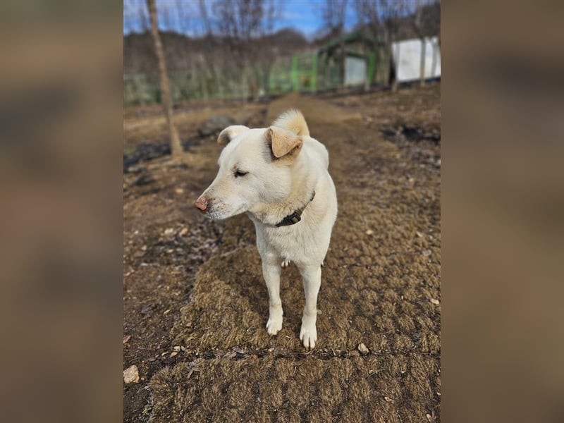 Cotton ein etwas schüchterner,freunlicher Rüde,2 Jahre alt,ca.18kg sucht sein Traumzuhause