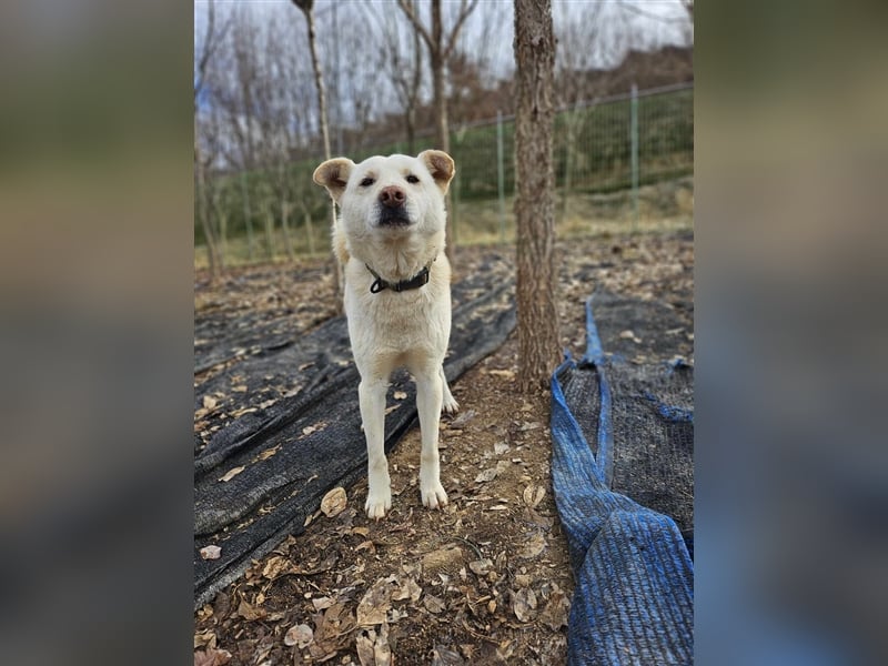 Cotton ein etwas schüchterner,freunlicher Rüde,2 Jahre alt,ca.18kg sucht sein Traumzuhause