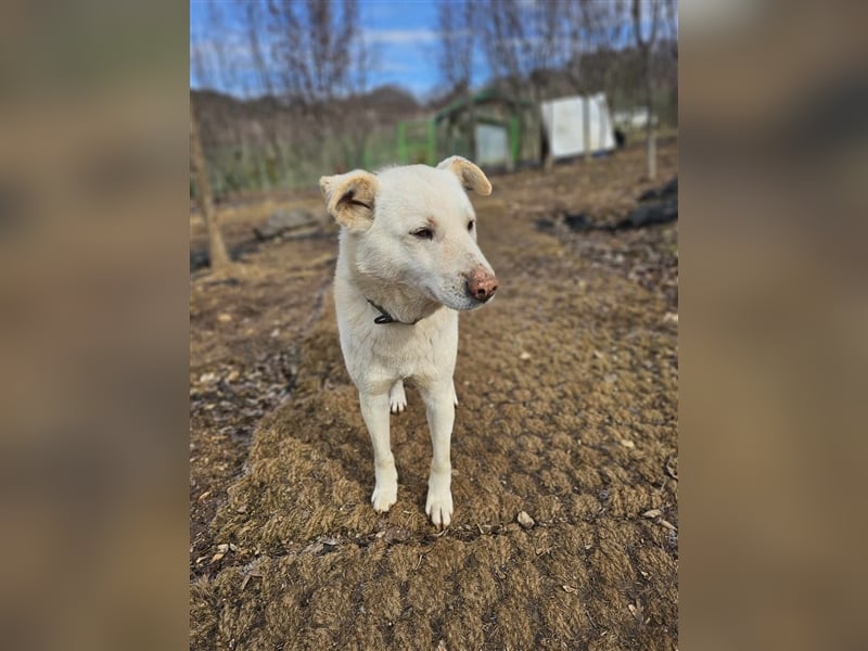 Cotton ein etwas schüchterner,freunlicher Rüde,2 Jahre alt,ca.18kg sucht sein Traumzuhause