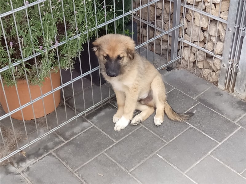 Zwei süße Racker suchen ein Zuhause