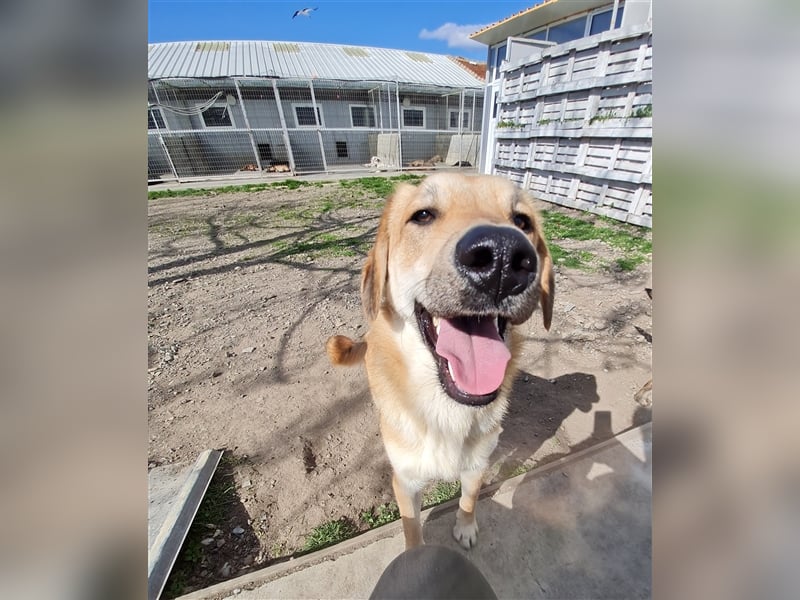 Lerne Danny kennen – unser bezaubernder Hundekumpel