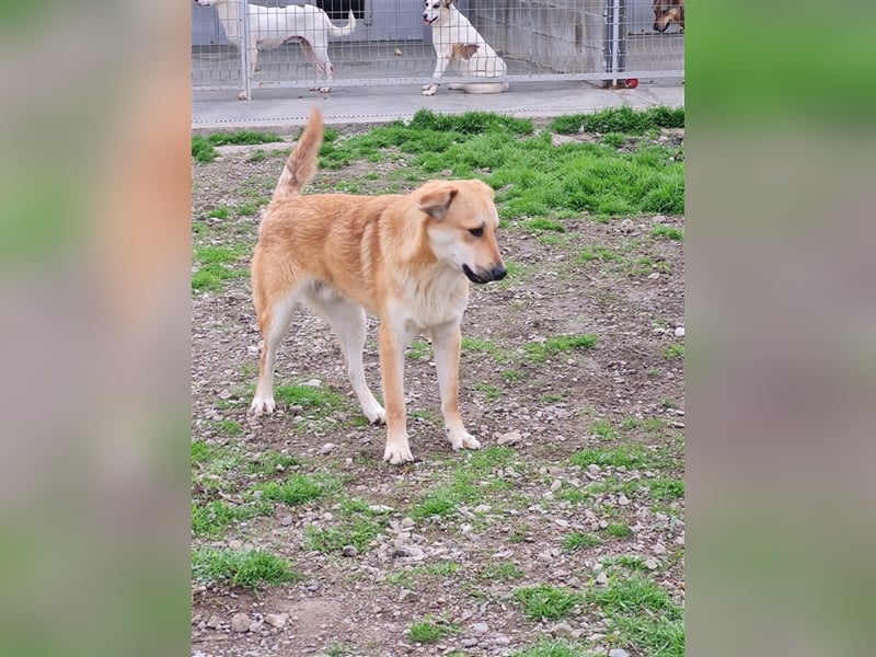 Lerne Danny kennen – unser bezaubernder Hundekumpel