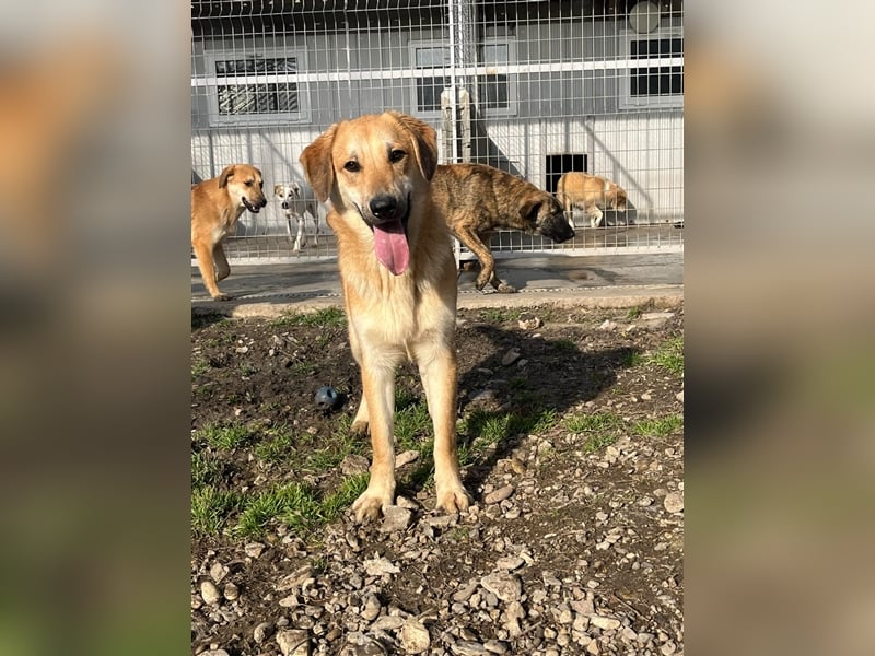 Lerne Danny kennen – unser bezaubernder Hundekumpel