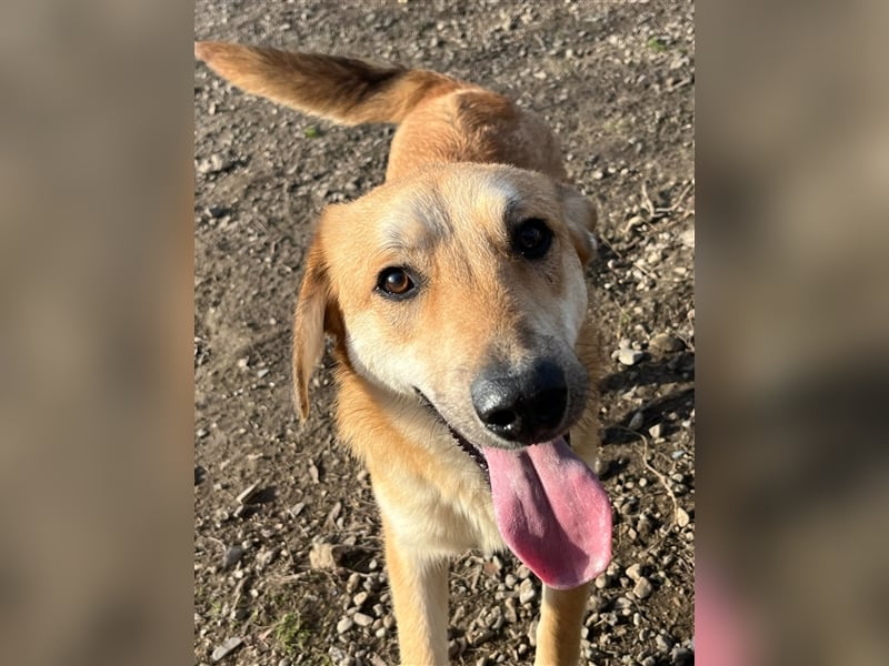 Lerne Danny kennen – unser bezaubernder Hundekumpel