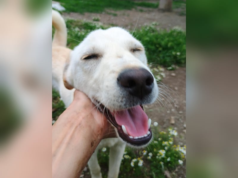 Lieber Welpe Duke sucht seine Familie, sein Glück
