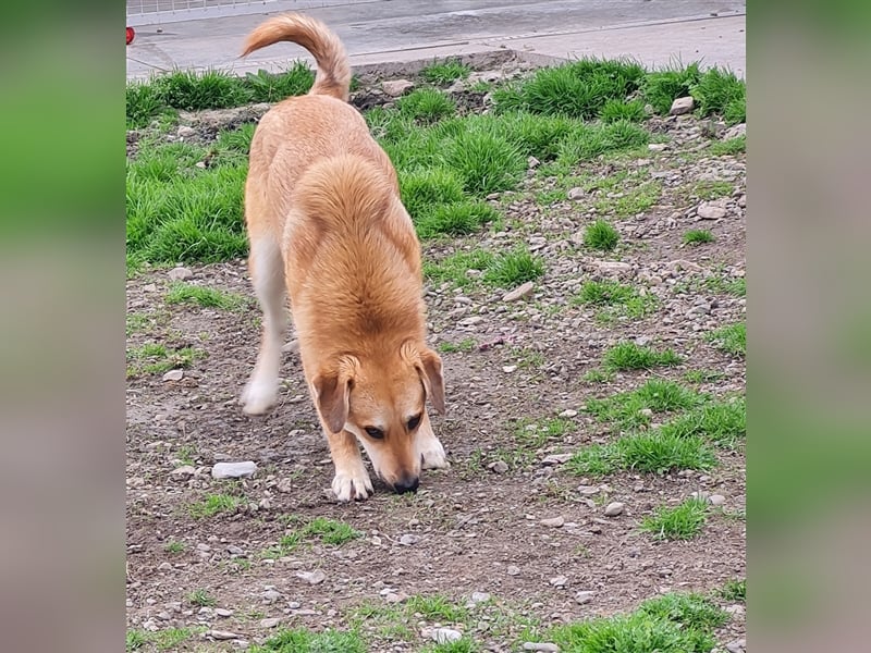 Lerne Danny kennen – unser bezaubernder Hundekumpel