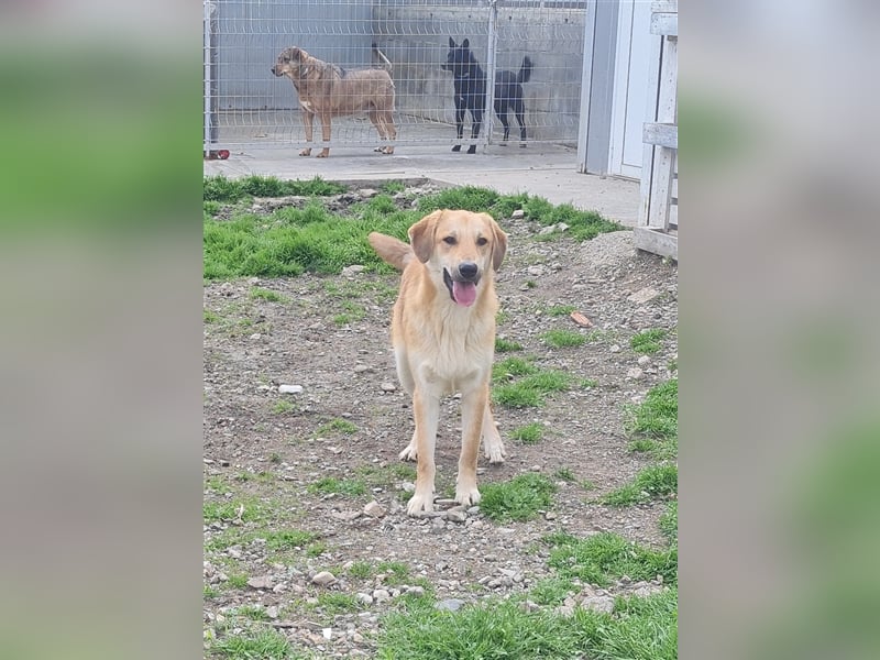 Lerne Danny kennen – unser bezaubernder Hundekumpel