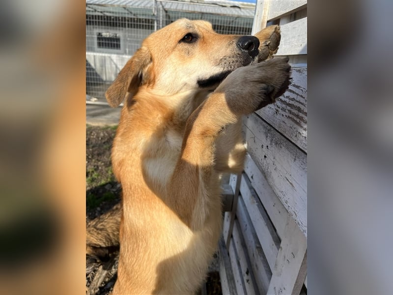 Lerne Danny kennen – unser bezaubernder Hundekumpel