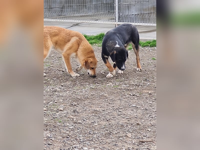 Lerne Danny kennen – unser bezaubernder Hundekumpel