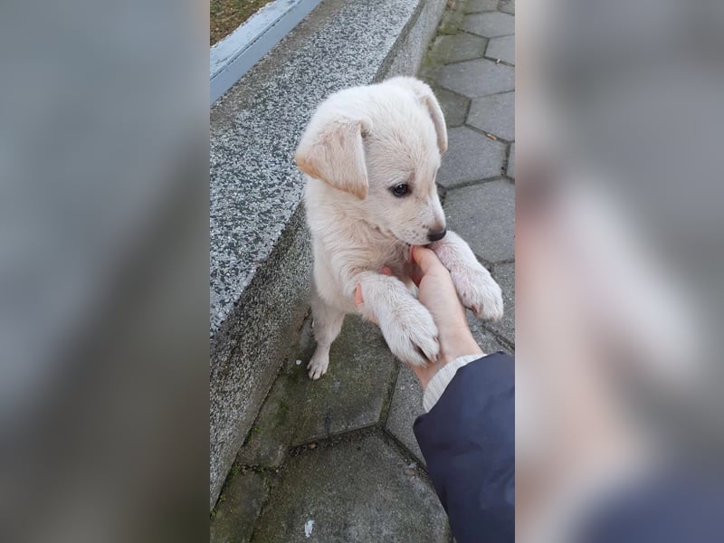Lieber Welpe Duke sucht seine Familie, sein Glück
