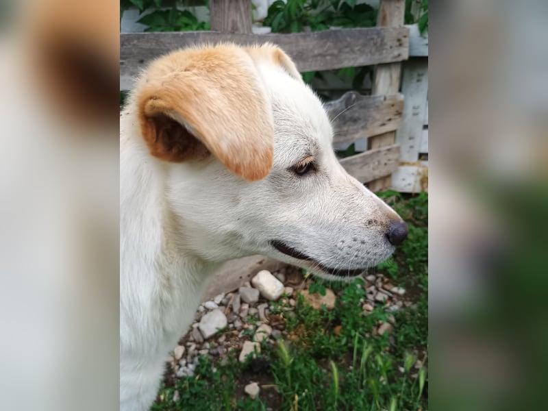 Lieber Welpe Duke sucht seine Familie, sein Glück