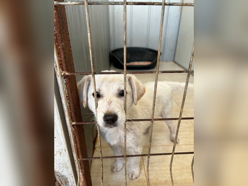 Lieber Welpe Duke sucht seine Familie, sein Glück