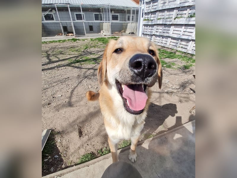 Lerne Danny kennen – unser bezaubernder Hundekumpel
