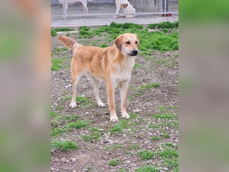 Lerne Danny kennen – unser bezaubernder Hundekumpel