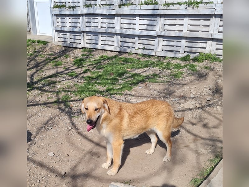 Lerne Danny kennen – unser bezaubernder Hundekumpel