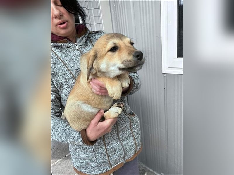 Lerne Danny kennen – unser bezaubernder Hundekumpel