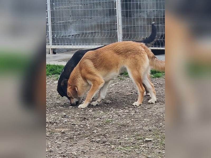 Lerne Danny kennen – unser bezaubernder Hundekumpel