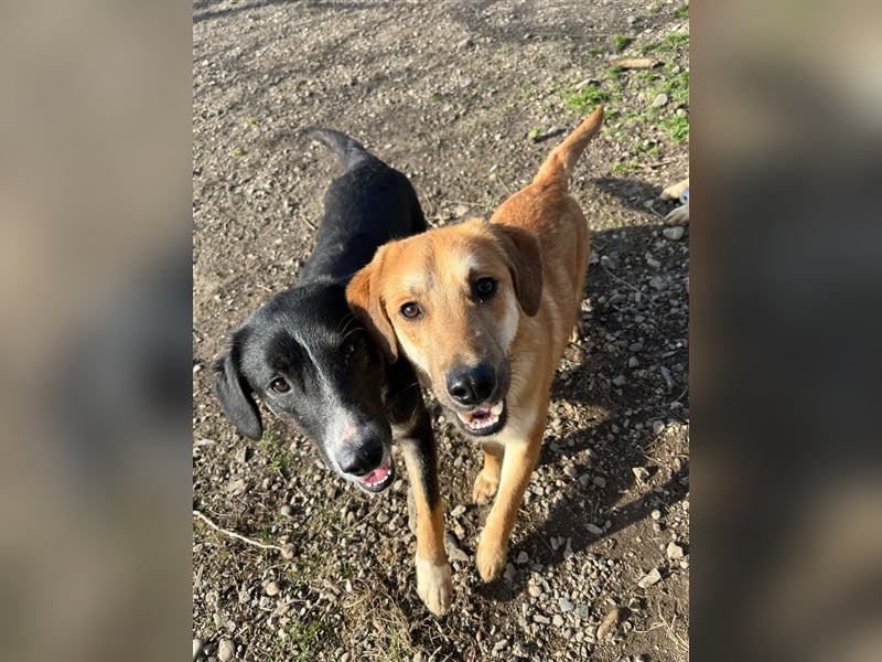 Lerne Danny kennen – unser bezaubernder Hundekumpel