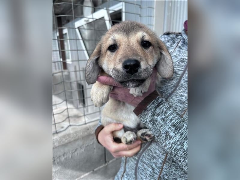 Lerne Danny kennen – unser bezaubernder Hundekumpel