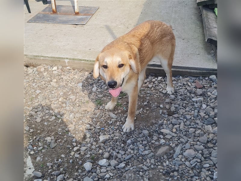 Lerne Danny kennen – unser bezaubernder Hundekumpel
