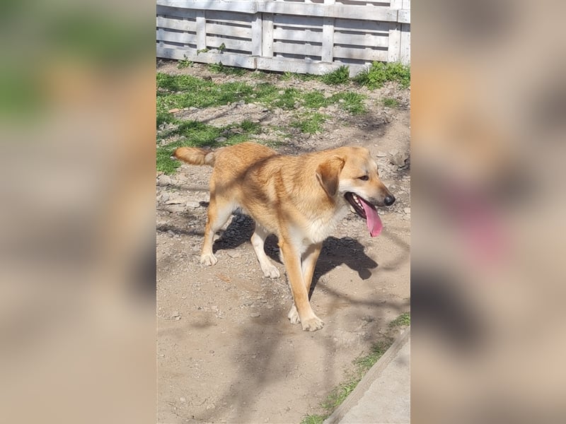 Lerne Danny kennen – unser bezaubernder Hundekumpel