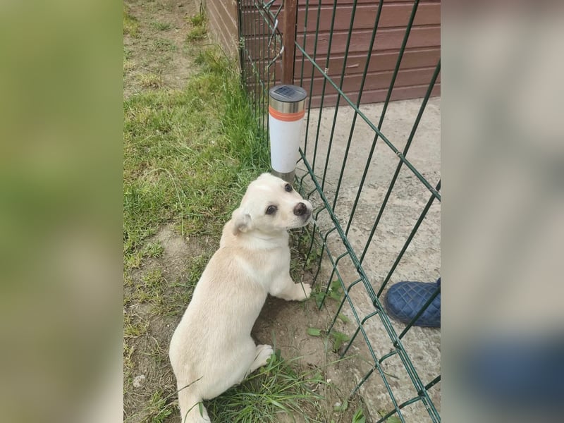 Tobi
