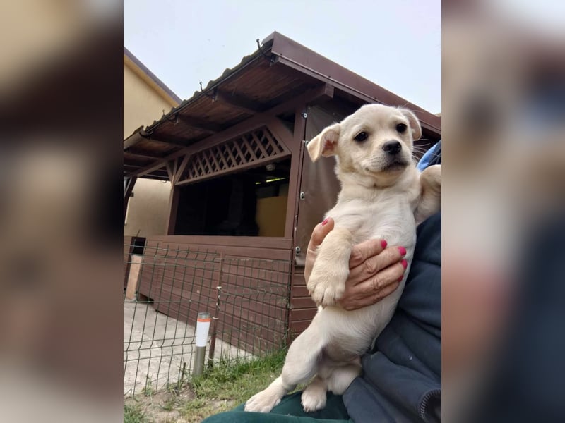 Tobi