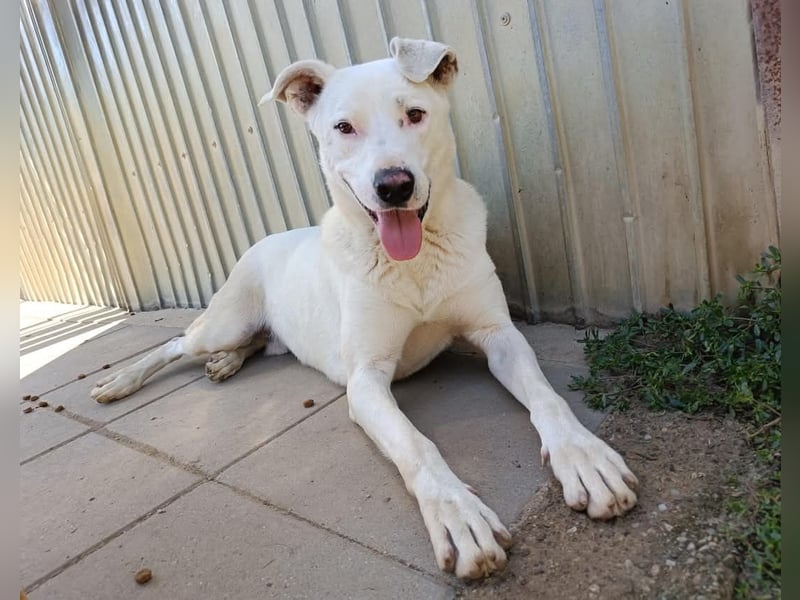 Dingo