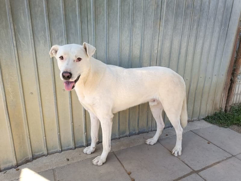 Dingo