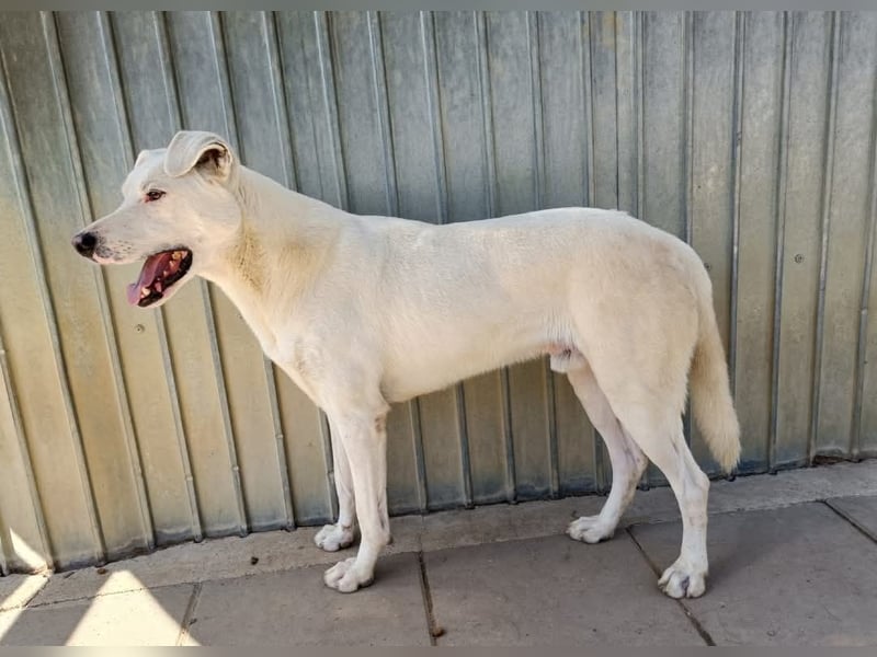 Dingo