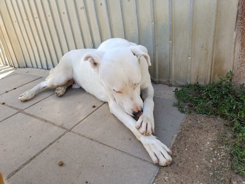 Dingo
