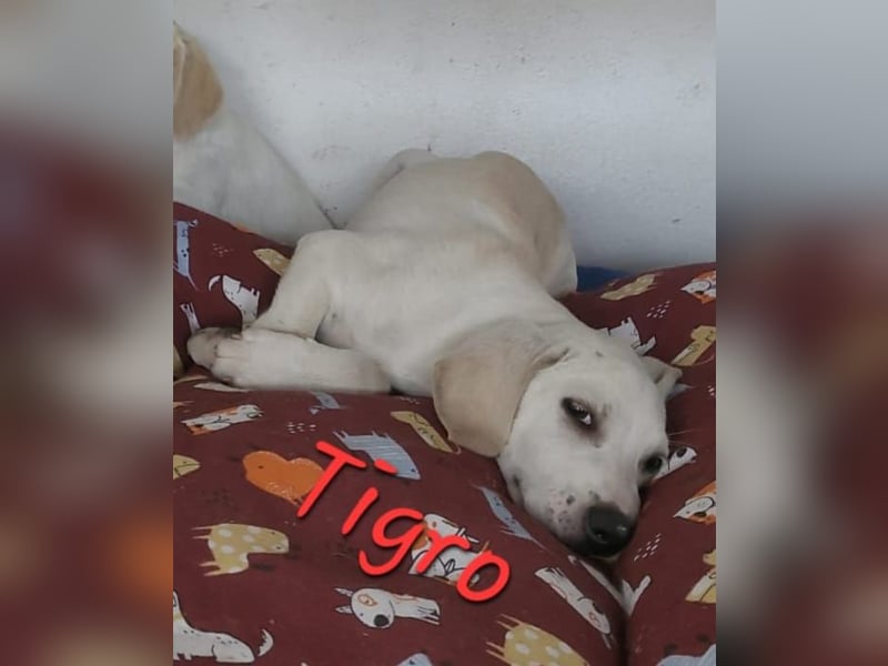 Tigro sucht seine Menschen