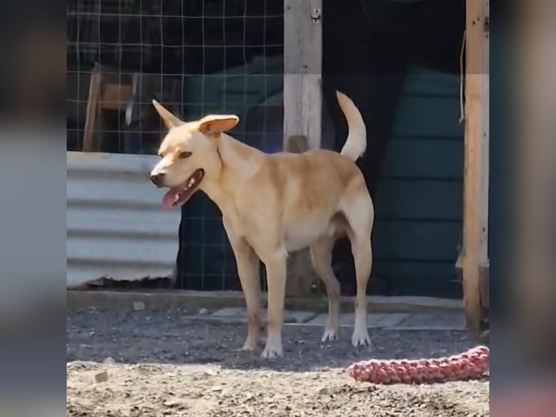 Aron sucht sein Körbchen