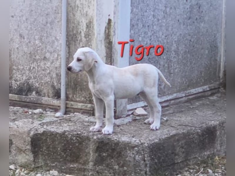 Tigro sucht seine Menschen