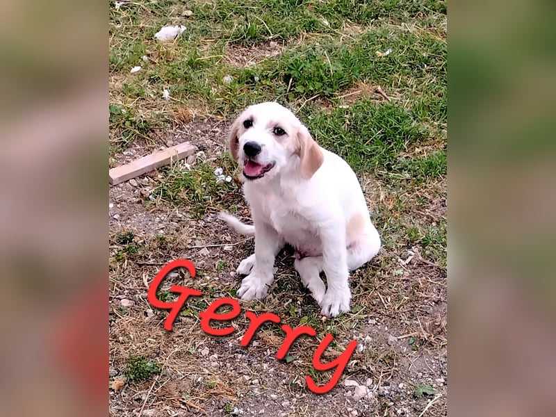 Jerry sucht sein Zuhause