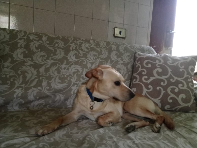 Aron sucht sein Körbchen
