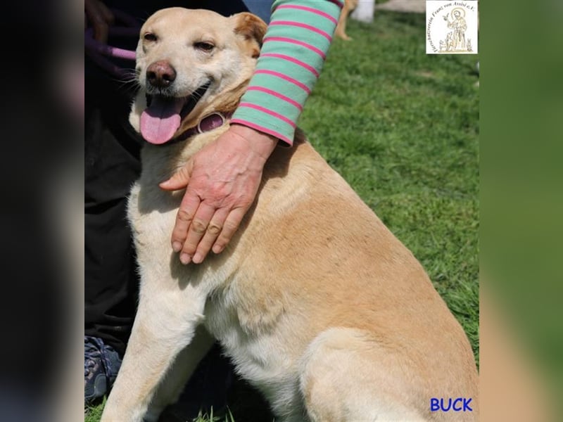Buck - ihm scheint die Sonne aus dem Hintern